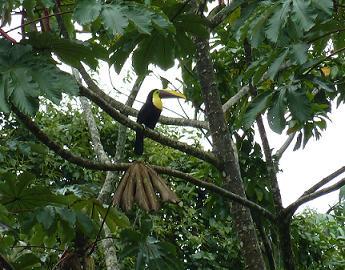 Costa Rican Tucan